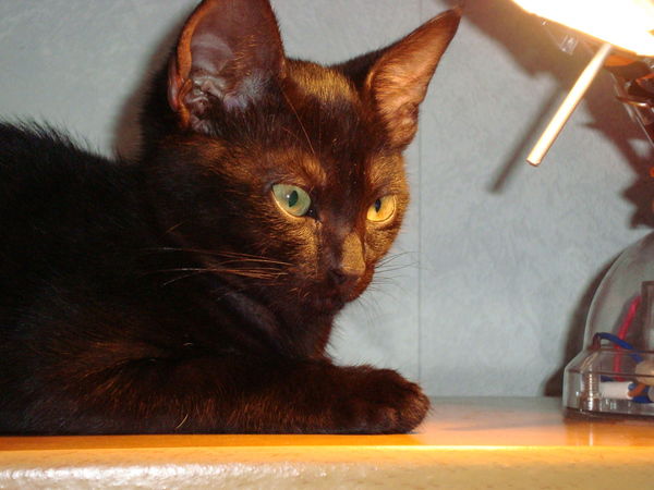 Ольга Данильченко