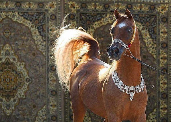 Варужан Агаджанян