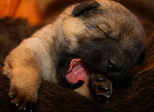 Соня Матвеева