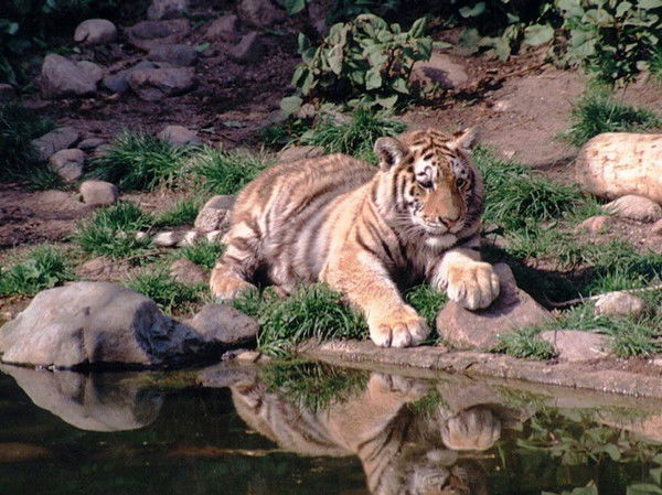 Александр Гулевич
