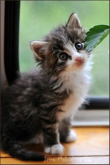 Ольга Евтеева