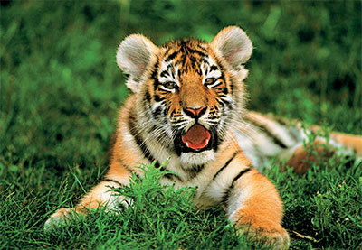 Берсенев Вадим