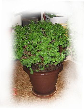 Евгений Каспаров