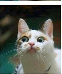 Елена Тюева