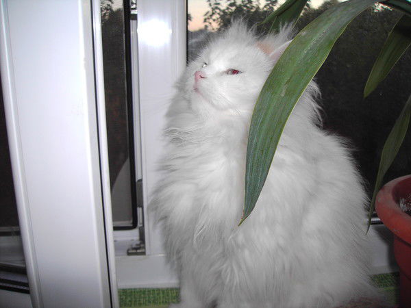 Анна Овчинникова