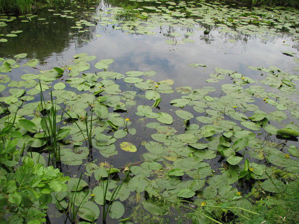 Юрий Иваськевич