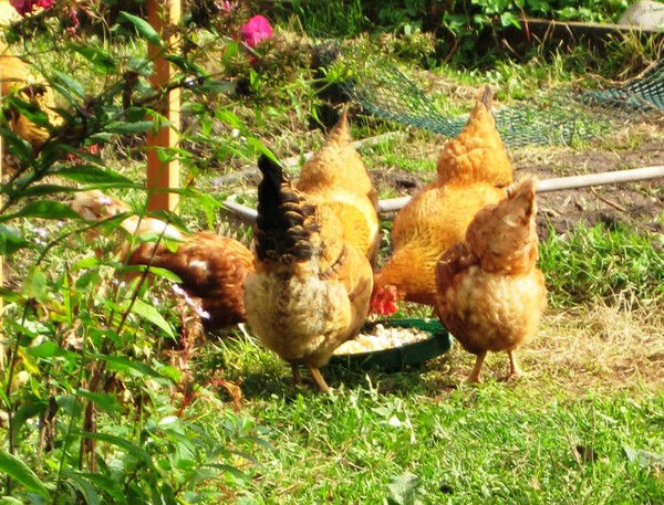 Ольга Скалон