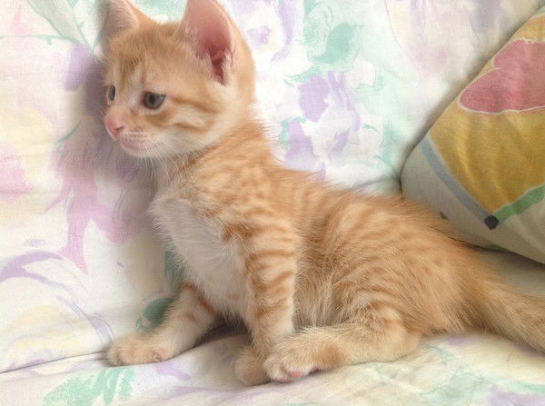 Тина Маедман