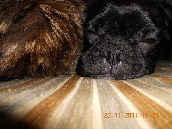 Анатолий Алексеев