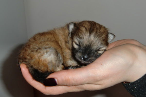 Анна Жельвите