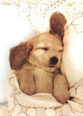 Оксана Чаркина