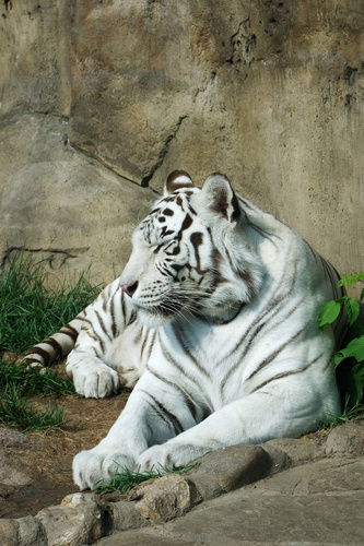 Айрат Шарапов