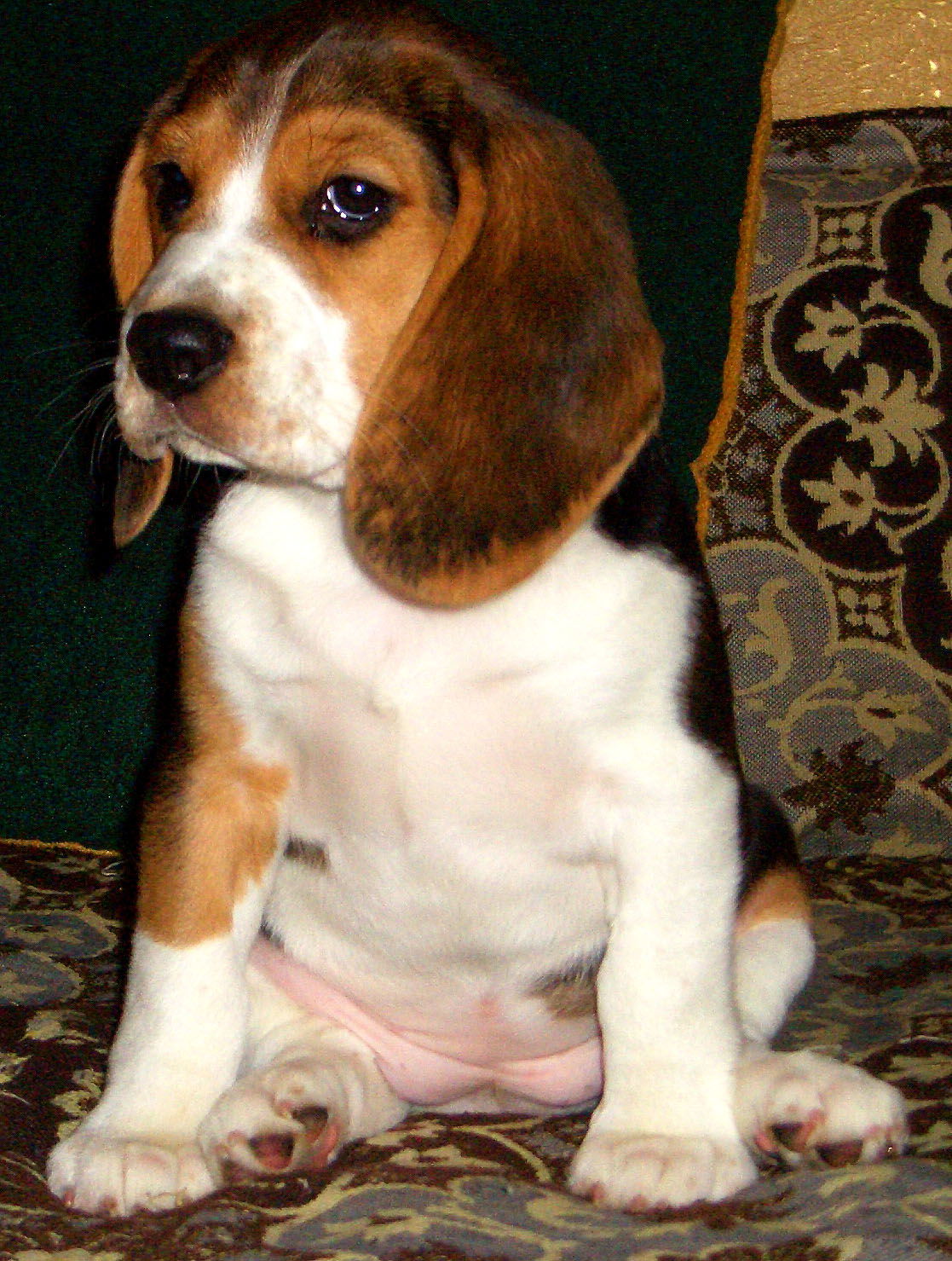 Сергей Скобелев