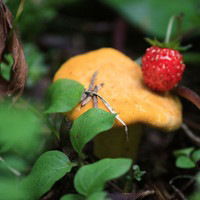 Канат Нурахметов