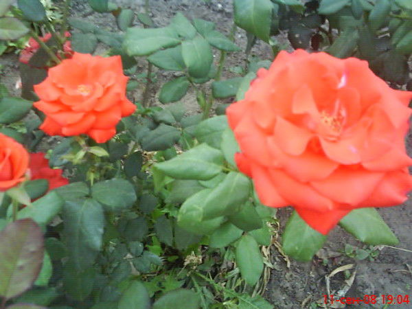 Валентина Дуля