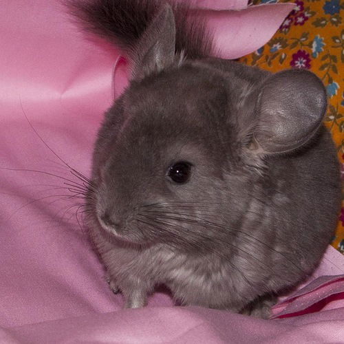 Елена Увалеева