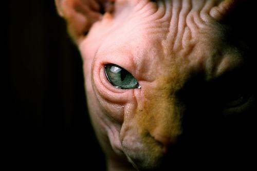 Кира Тихонова