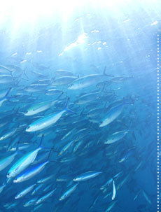 Сергей Комов