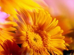 Юлия Дарвина