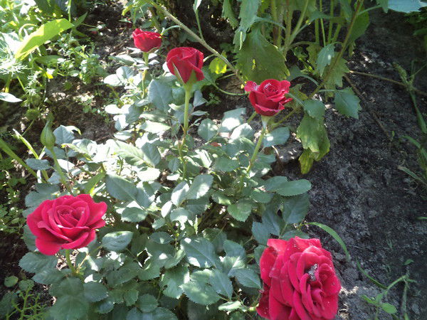 Татьяна Базилевич