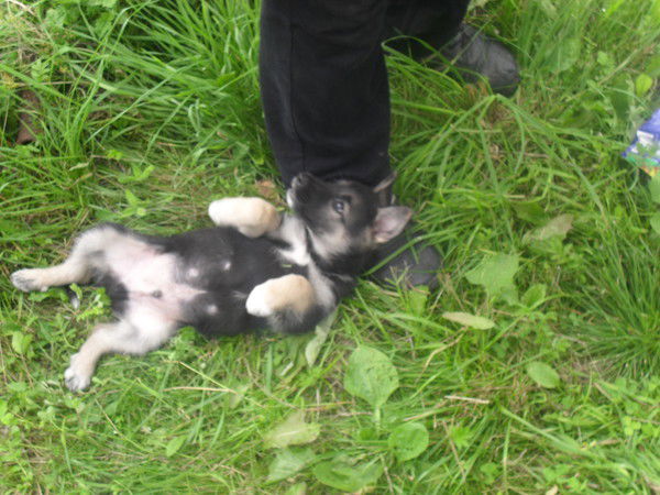 Анатолий Николаев