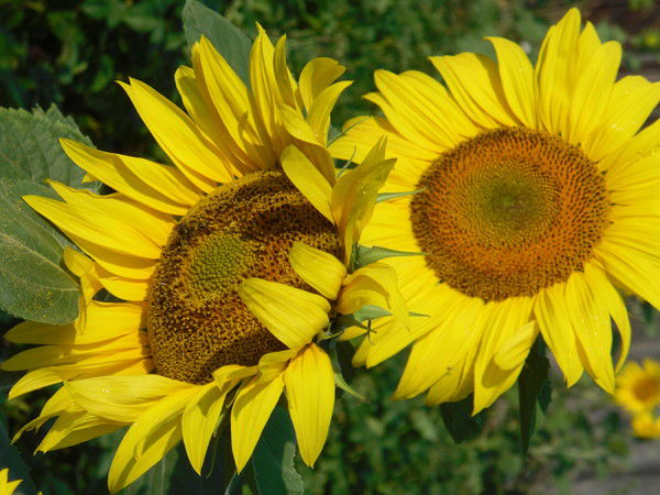 Елена Сиротова