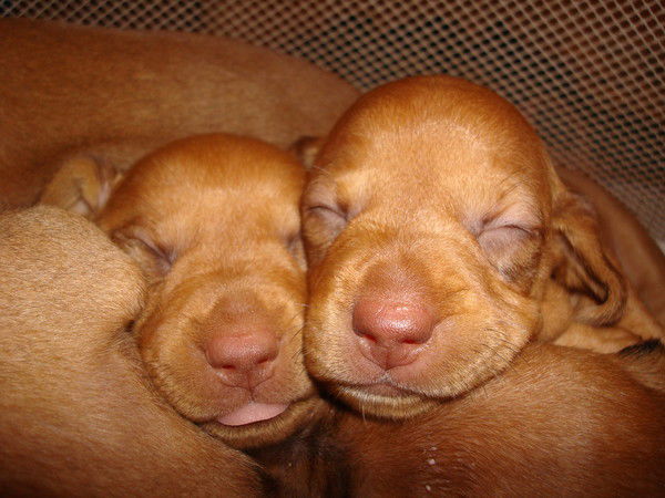 Владимир Павлов