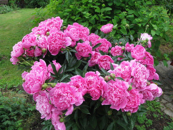 Лида Надёжина