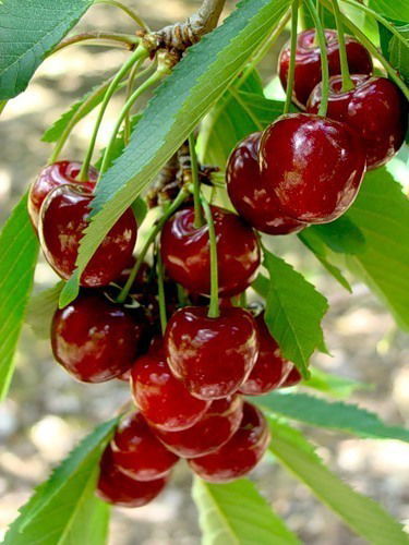 О.л.я. Николаенко