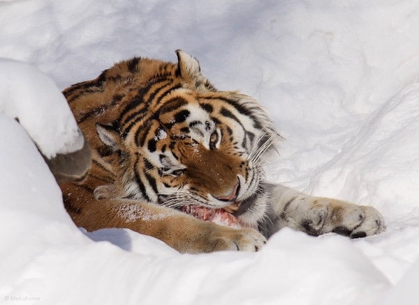 Апер Спасох