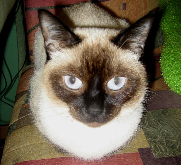 Сёстры Двое