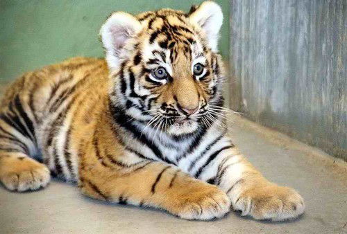 Владислав Татаринов