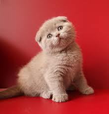 Антэра+ Антэра+