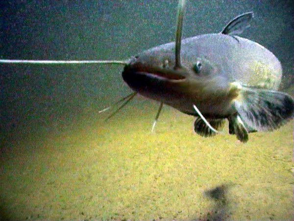 Дмитро Соменко