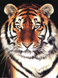 Антон Соломко