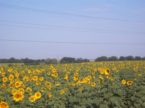 Ирина Жукевич