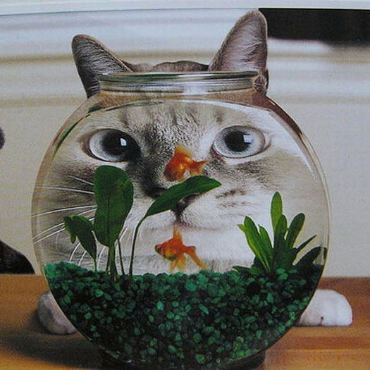 Светлана !!!