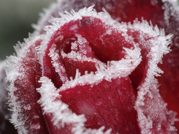 Наталья Захарова