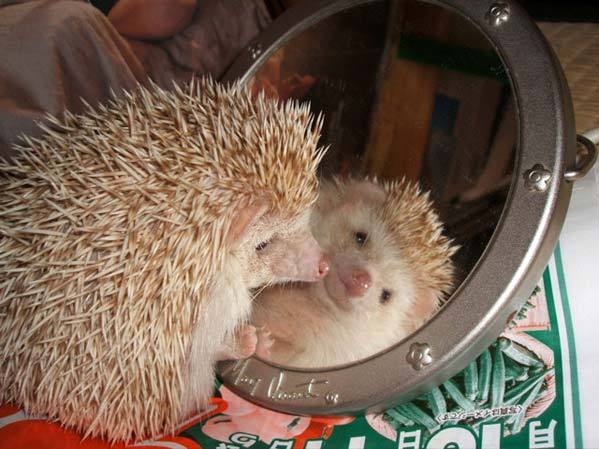 Алексей Николаев