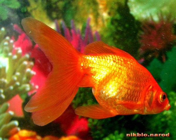 Наталья ...........