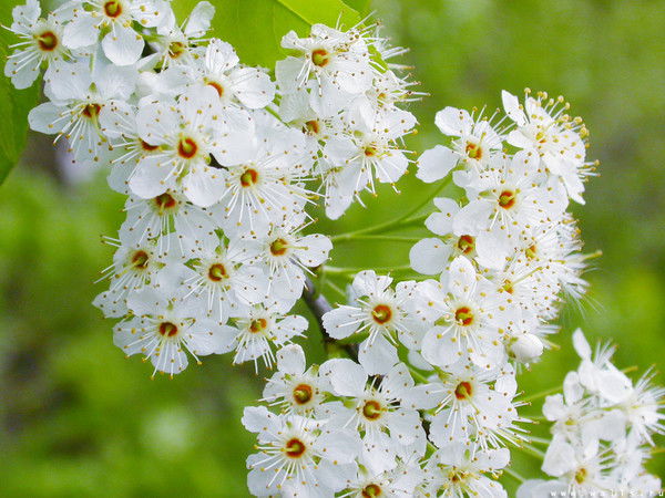 Жадыра Жадыра