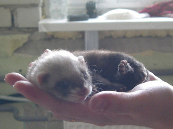 Анна Кудрявцева