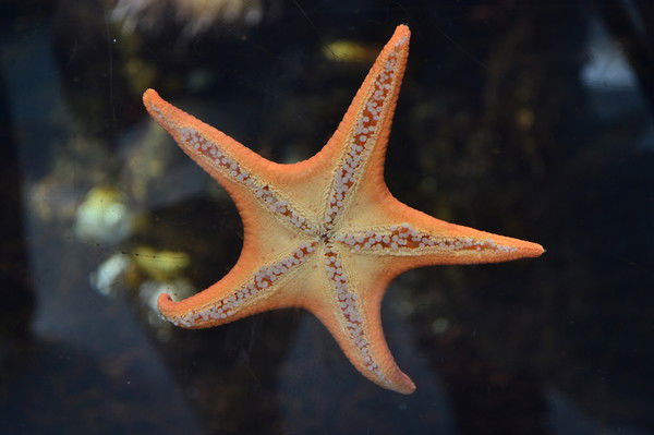 Татьяна Бучкина