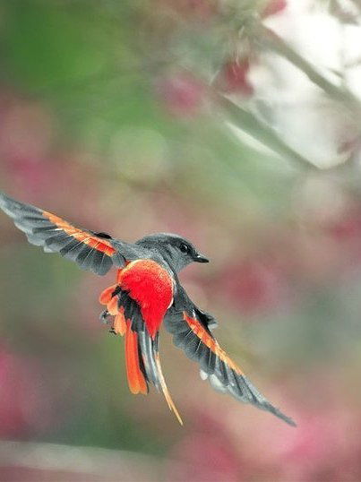 Ольга Оливка