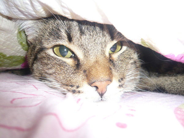 Анастасия Недзельская