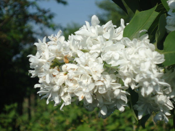 Светлана Омельченко