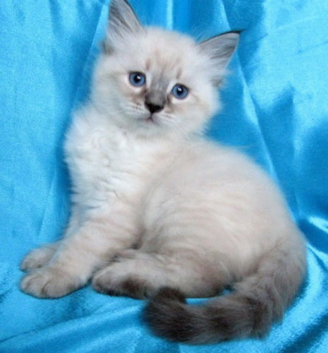 Мария Бобрышева