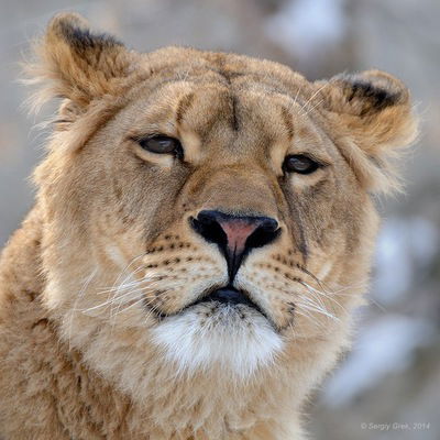 Борис Бадмаев