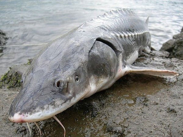 Саша Пилёвин