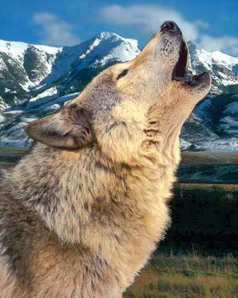 Александр Самойленко